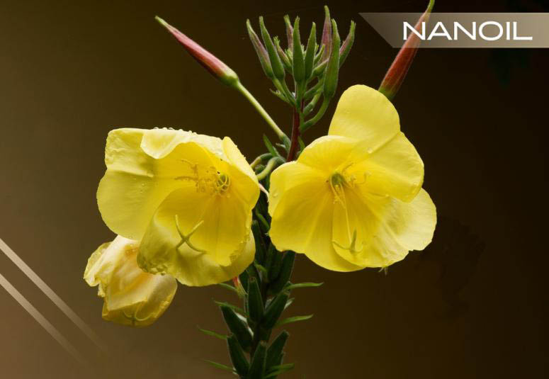 Teunisbloem olie- de mooi makende kracht van gele bloemen