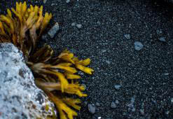 Haren van de wereld. Deel 7: Antarctisch & Arctisch-haarverzorging